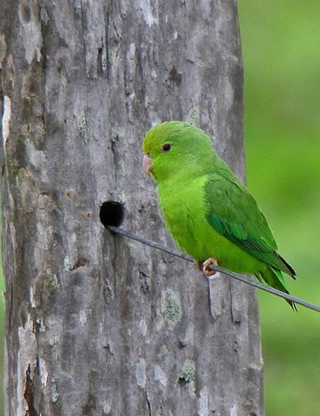  p>绿腰鹦哥(学名:forpus xanthopterygius)是一种 a target="_blank"