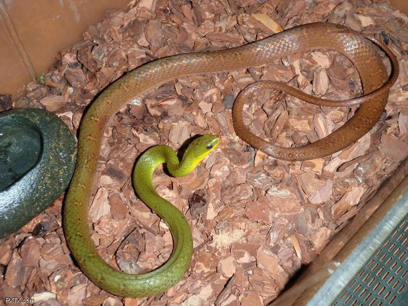  p>横纹翠青蛇( i>cyclophiops multicinctus /i>&nbsp;(roux