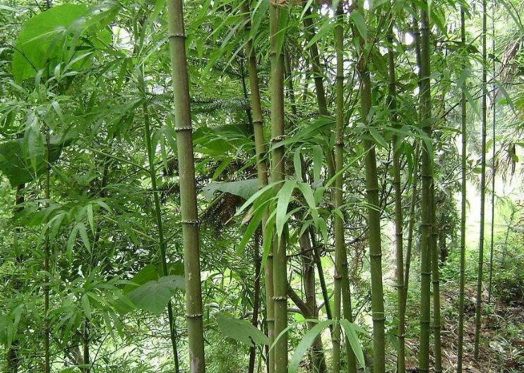 chimonobambusa setiformis wen