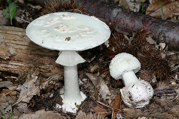  p>橙黄鹅膏菌, i>amanita citrina  /i>(persoon, 1797), a href="#"