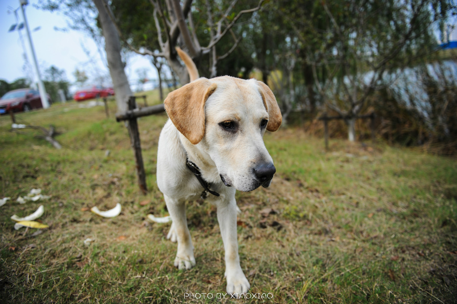  p> a target="_blank" href="/item/拉布拉多/4152961" data-lemmaid