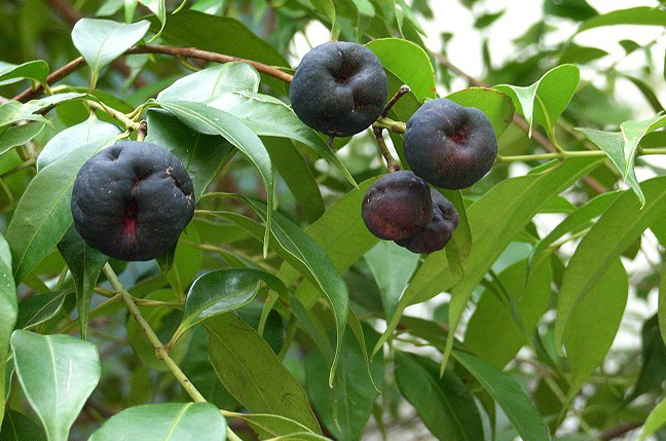 et perry)是桃金娘科肖蒲桃属植物,乔木,高20米;嫩枝圆形或有钝棱.