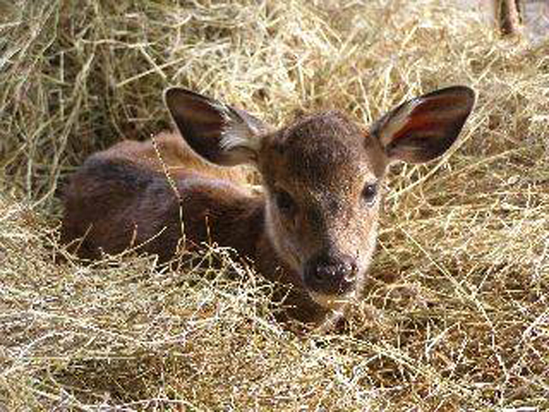 p>水鹿台湾亚种(学名:cervus unicolor swinhoei)亦称台湾水鹿,是