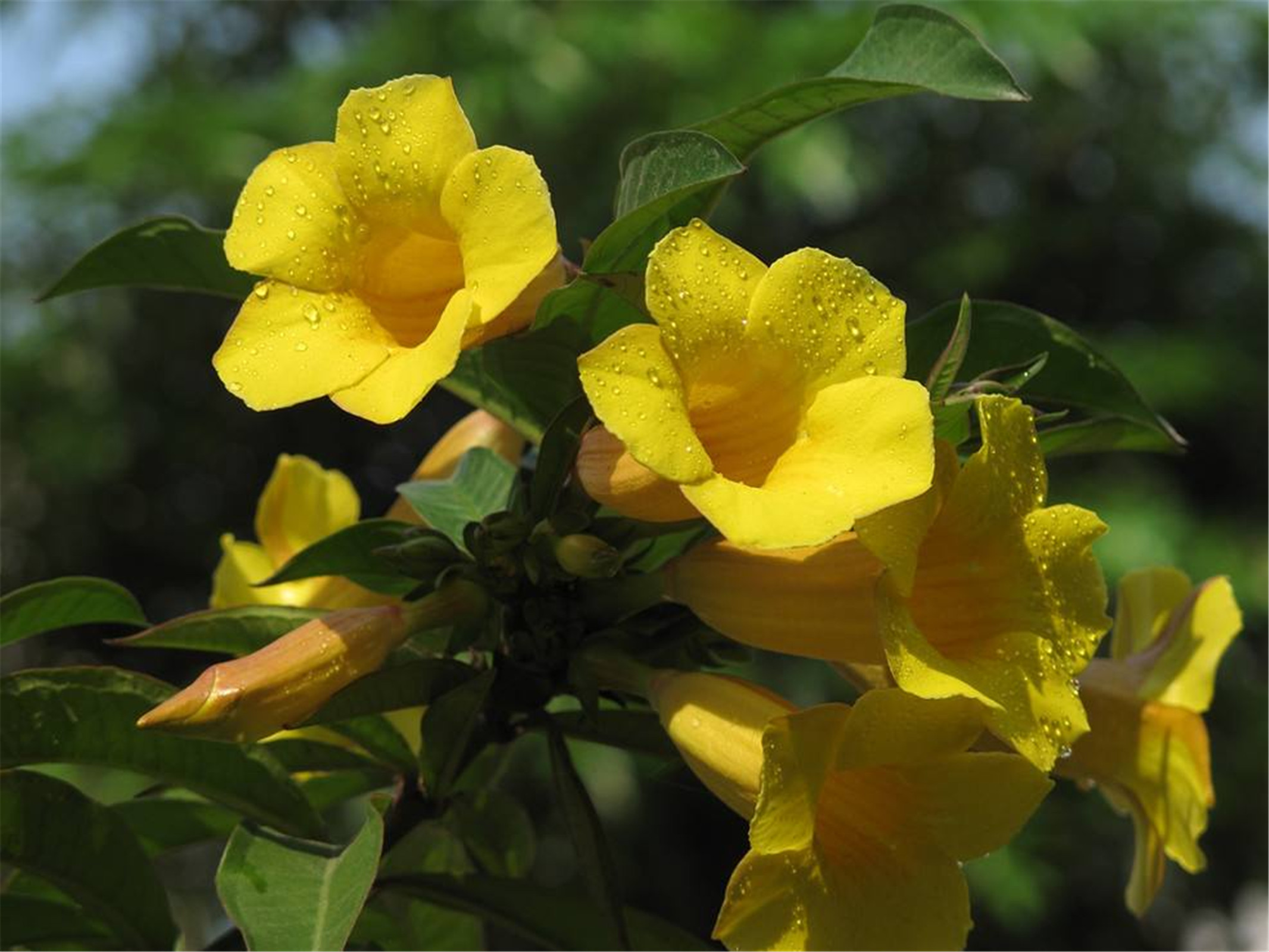 黄花蝉