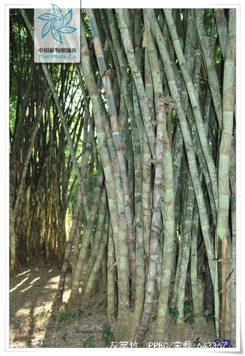  p>灰竿竹(学名: i>bambusa polymorpha /i> munro)是禾本科,簕竹属