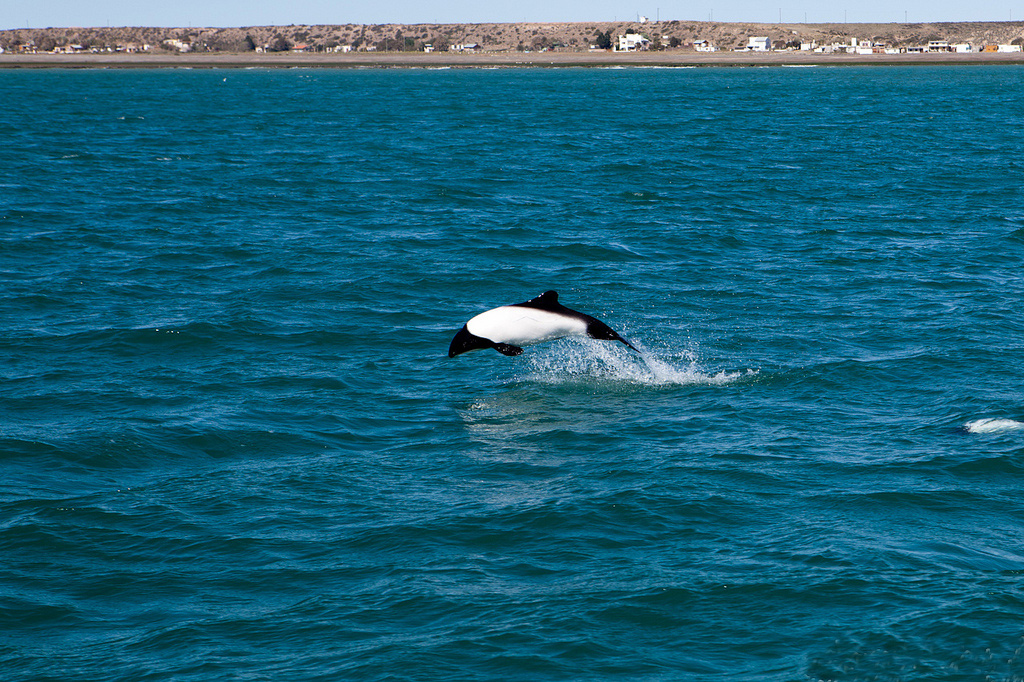  p>花斑喙头海豚是康氏矮海豚的俗称(学名: i>cephalorhynchus