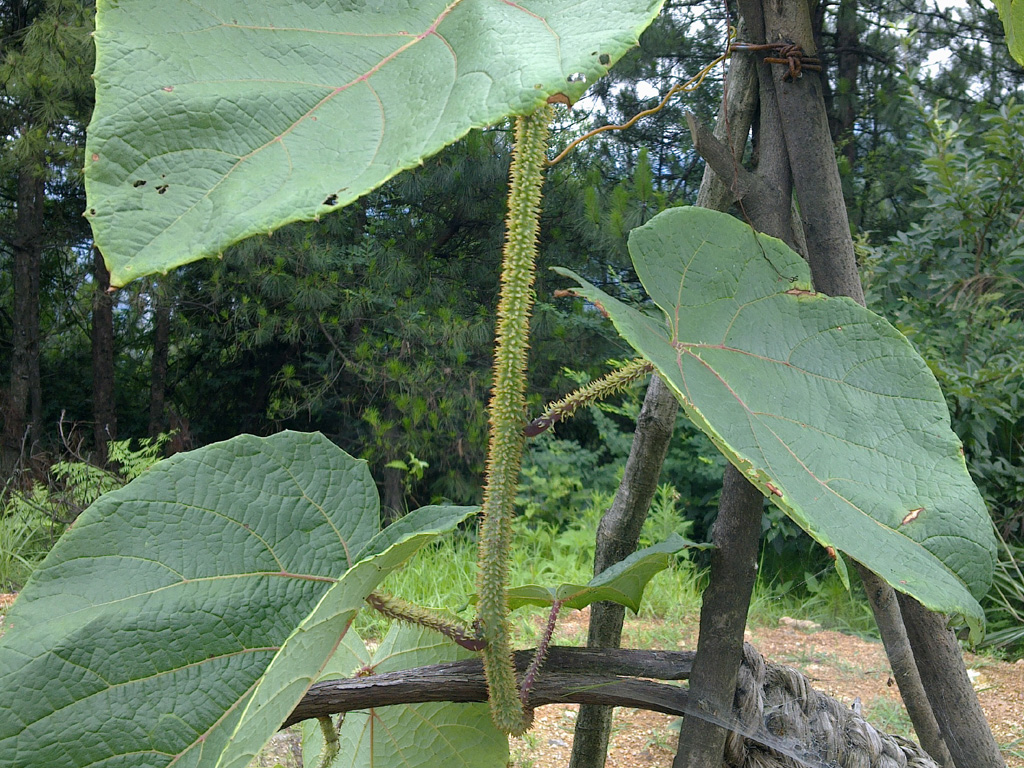 刺葡萄