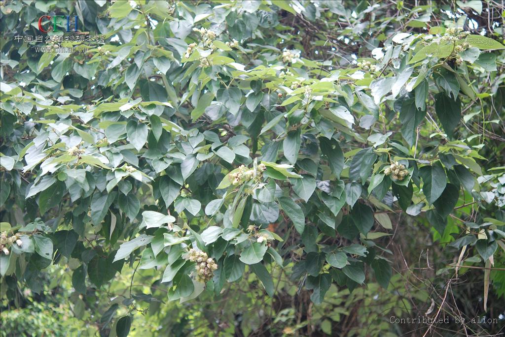  p>石梓属(gmelina linn),为 a target="_blank" href="/item/双子叶