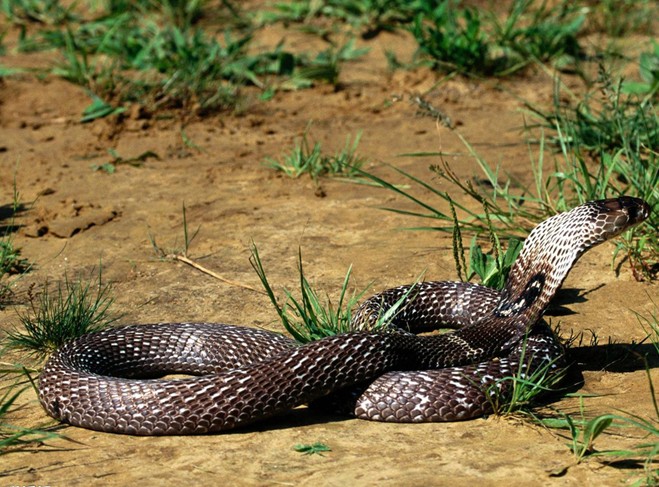 data-lemmaid="14442860">眼镜蛇属 /a>动物的通称,是 a target="