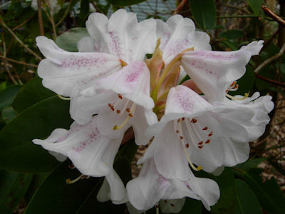  p>宏钟杜鹃(学名: i>rhododendron wightii /i>  hook. f.