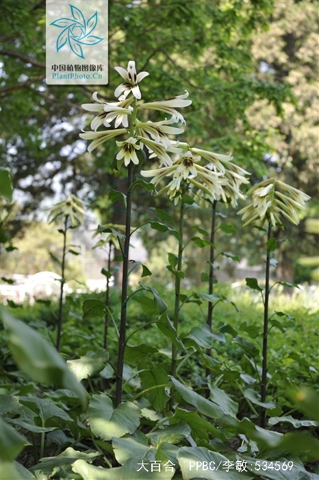  p>大百合(拉丁学名: i>cardiocrinum giganteum /i>(wall.