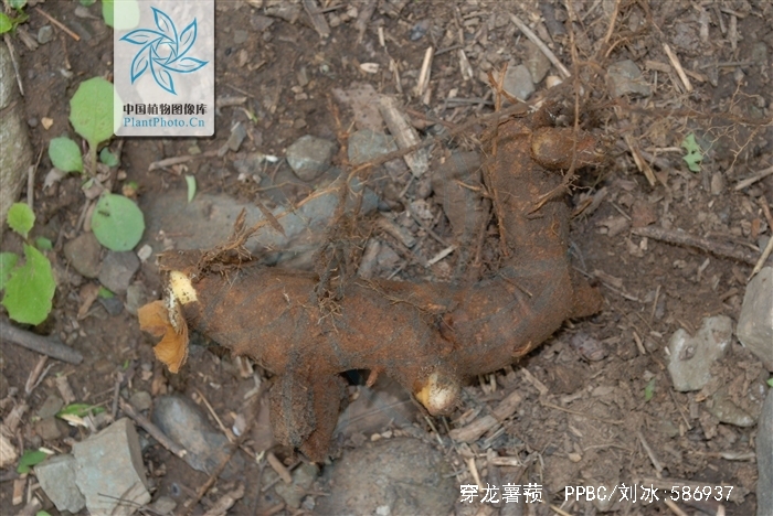 穿龙薯蓣