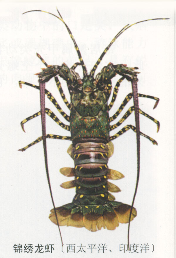 艾氏活额寄居蟹