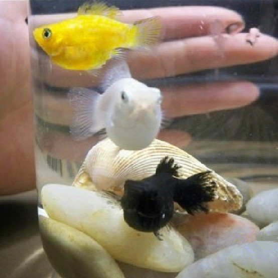 有 a target="_blank" href="/item/燕尾/9787" data-lemmaid="9787">