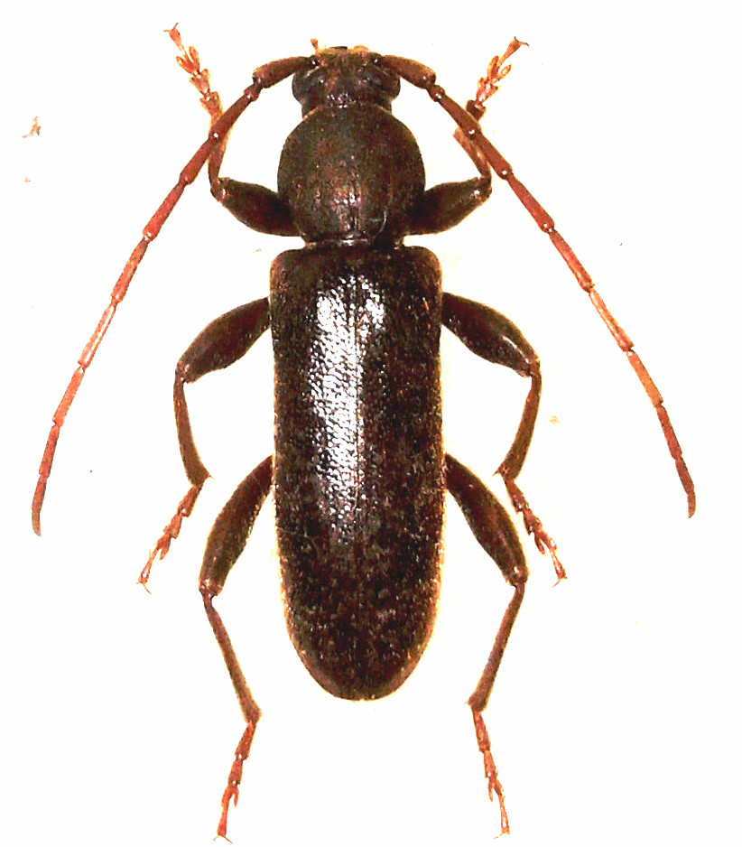  p>昆虫名, a href="#">鞘翅目 /a>(coleoptera), a href="#" data