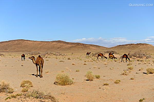 单峰骆驼