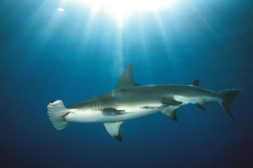  p>无沟双髻鲨(学名: i>sphyrna mokarran /i>)是双髻鲨科,双髻鲨属的