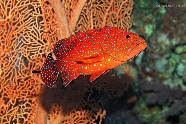  p>宝石石斑鱼,epinephelus areolatus  (forssk  l, 1775) , a href=