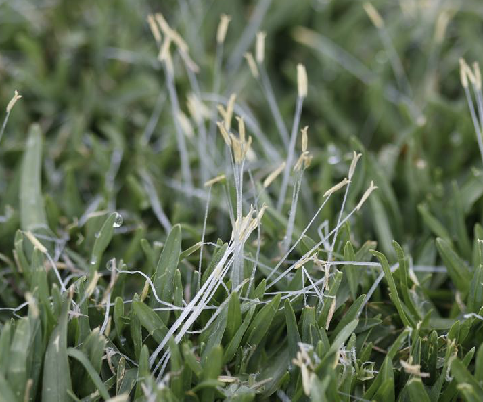  p>铺地狼尾草(学名: i>pennisetum /i>  i>clandestinum /i> hochst.