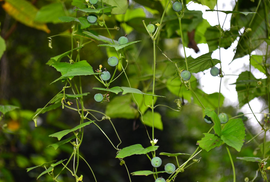  p>老鼠拉冬瓜是一种葫芦科,马交儿属 a href="#" data-lemmaid="