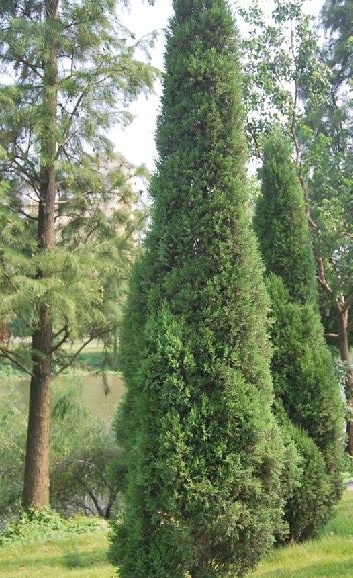  p>塔枝圆柏(学名: i>juniperus komarovii  /i>florin)是柏科刺柏属