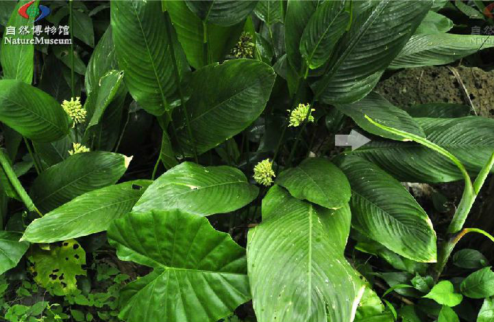  p>柊叶属(拉丁学名: i>phrynium /i> willd.