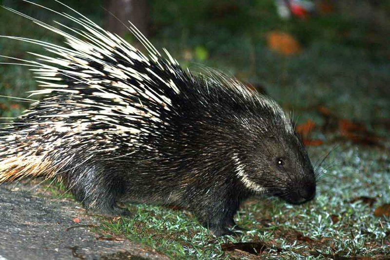 common short-tailed porcupine