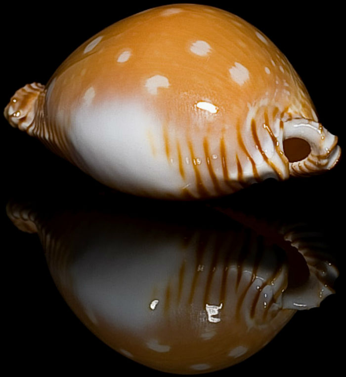 perisserosa guttata bicallosa