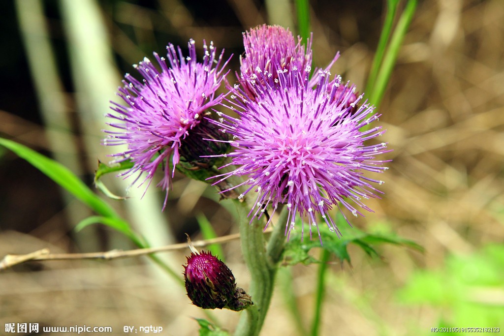  p>刺儿菜(学名: i>cirsium arvense var.