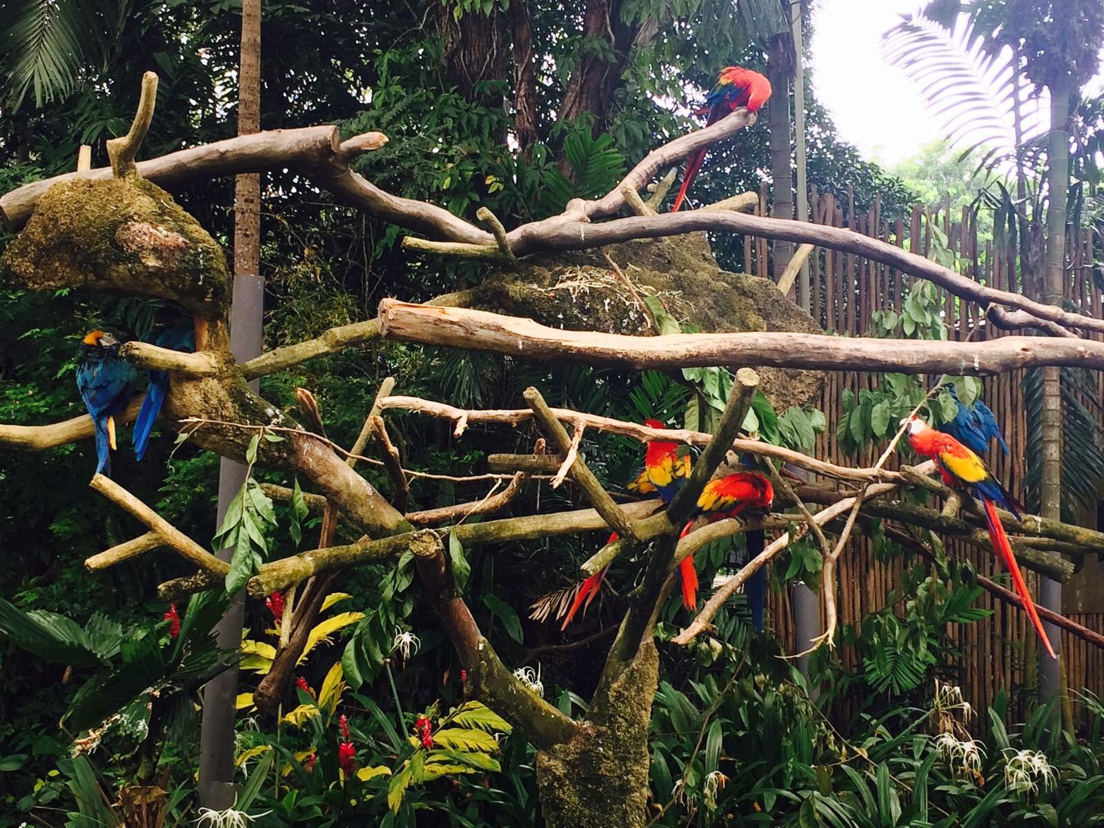  p>裕廊飞禽公园(jurong bird park)坐落在 a target="_blank" href="