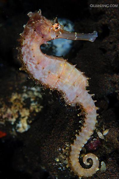  p>刺海马(学名: i>hippocampus histrix /i>)是海龙科,海马属动物.