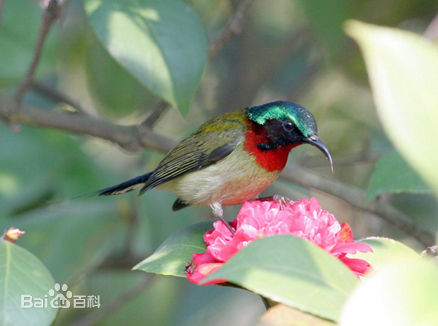  p>叉尾太阳鸟(学名: i>aethopyga latouchii /i>),别称燕尾太阳鸟,是