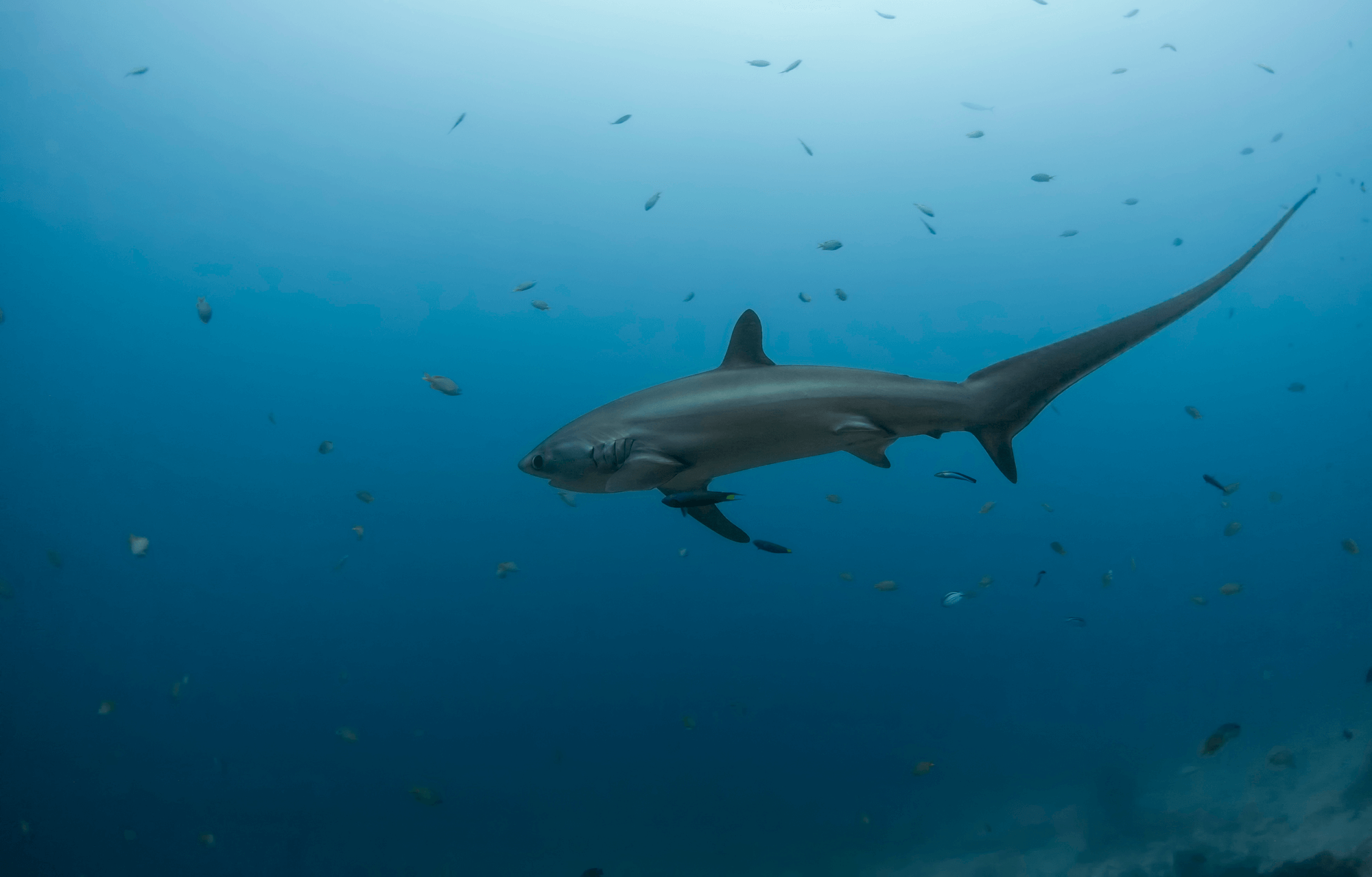  p>狐形长尾鲨(学名: i>alopias vulpinus /i>)是长尾鲨科,长尾鲨属