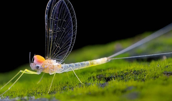  p>蜉蝣起源于 a target="_blank" href="/item/古生代/267709" data