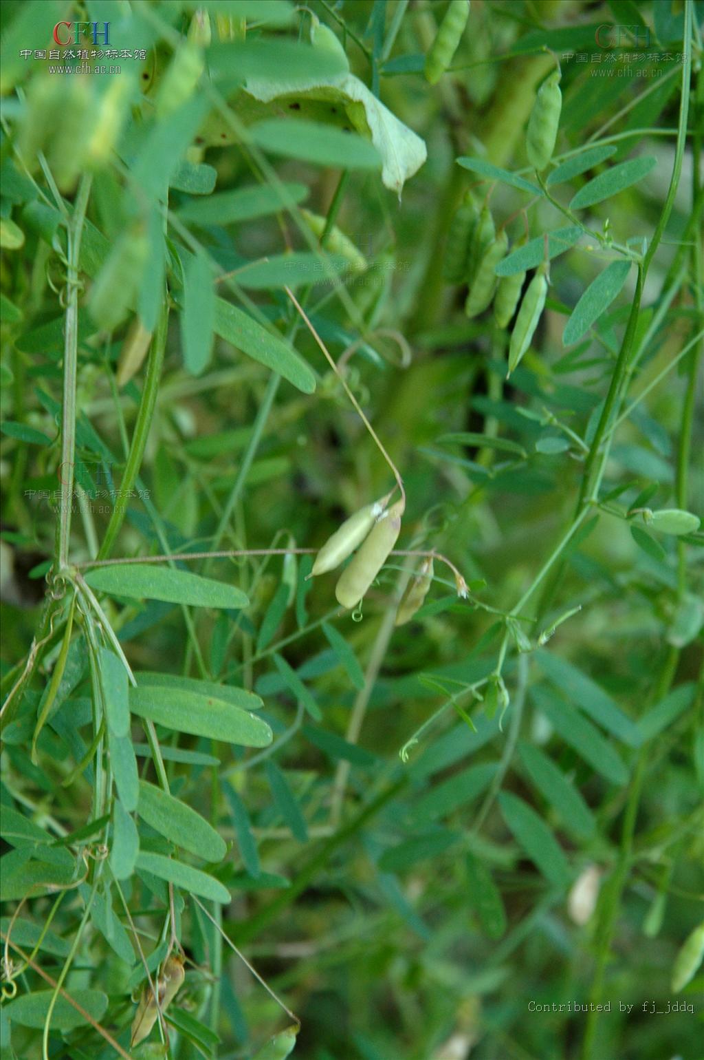  p>四花野豌豆为多年生 a target="_blank" href="/item/草本">草本 