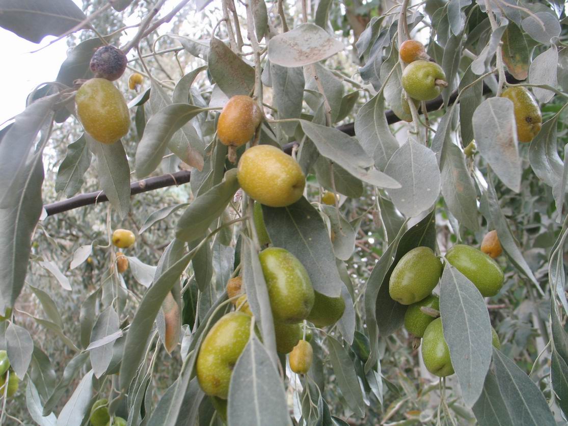  p>胡颓子属(学名:elaeagnus)是胡颓子科下的一个属,该属多为常绿或