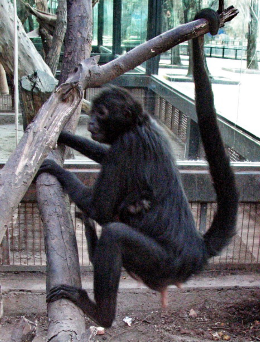  p>棕头蜘蛛猴(学名ateles fusciceps),是蜘蛛猴科的一种,属于新世界