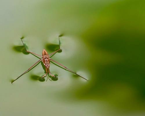  p>水黾科(黾蝽科,gerridae)体型大小相差极大,由1.