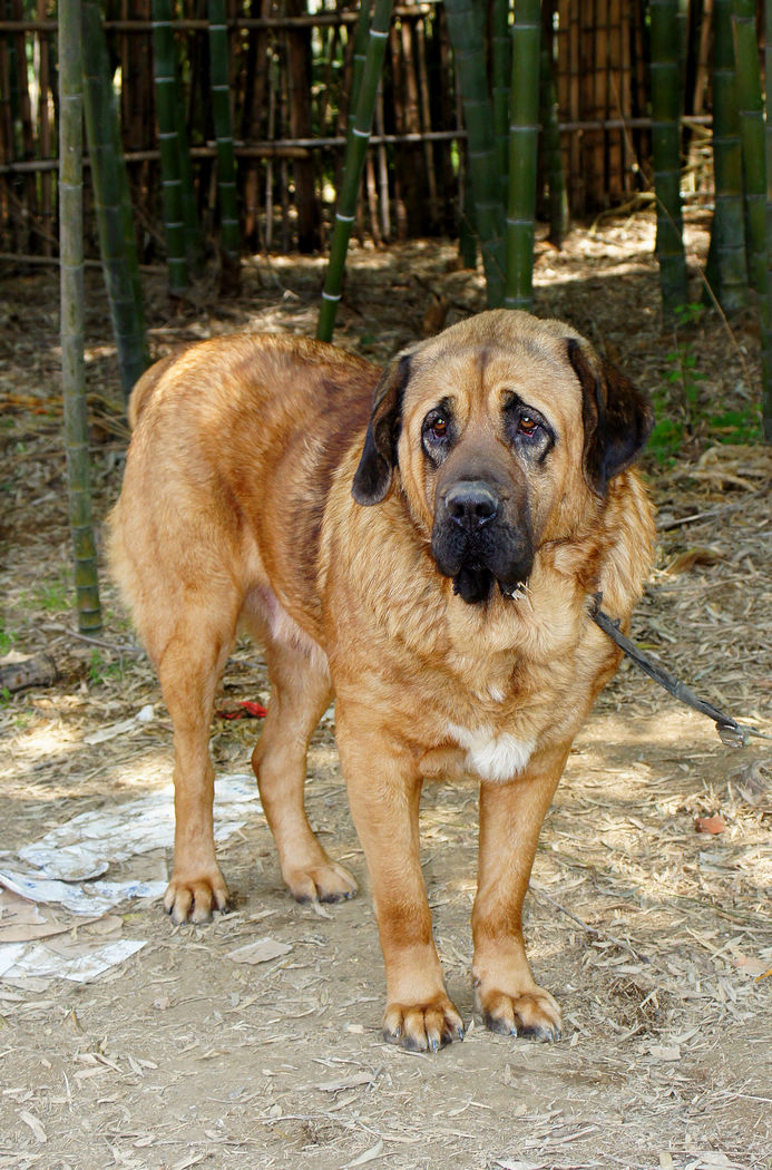  p> a href="#">马士提夫 /a>犬的 a href="#">英文 /a>名为:mastiff.