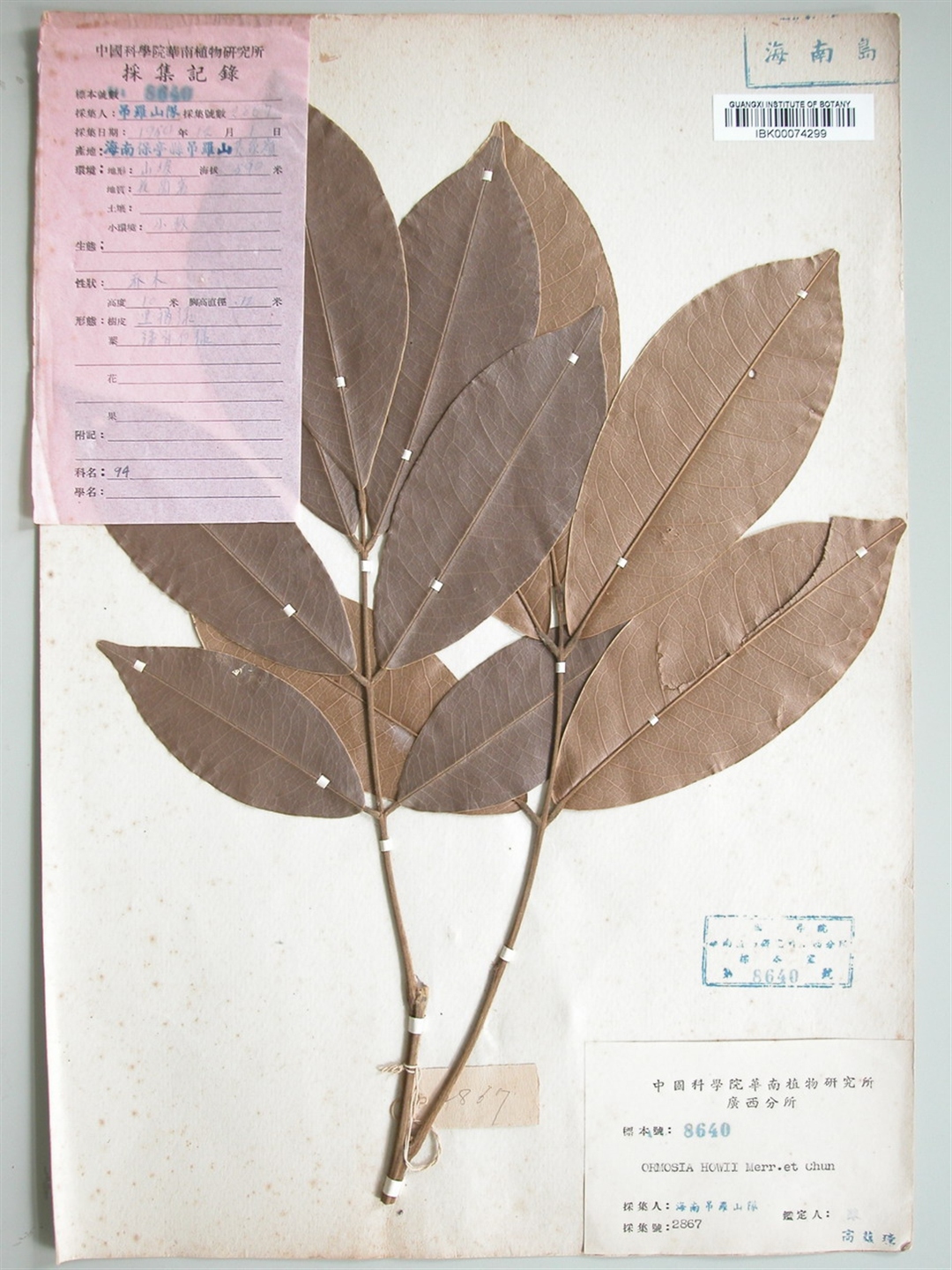  p>缘毛红豆(学名: i>ormosia howii /i> merr.