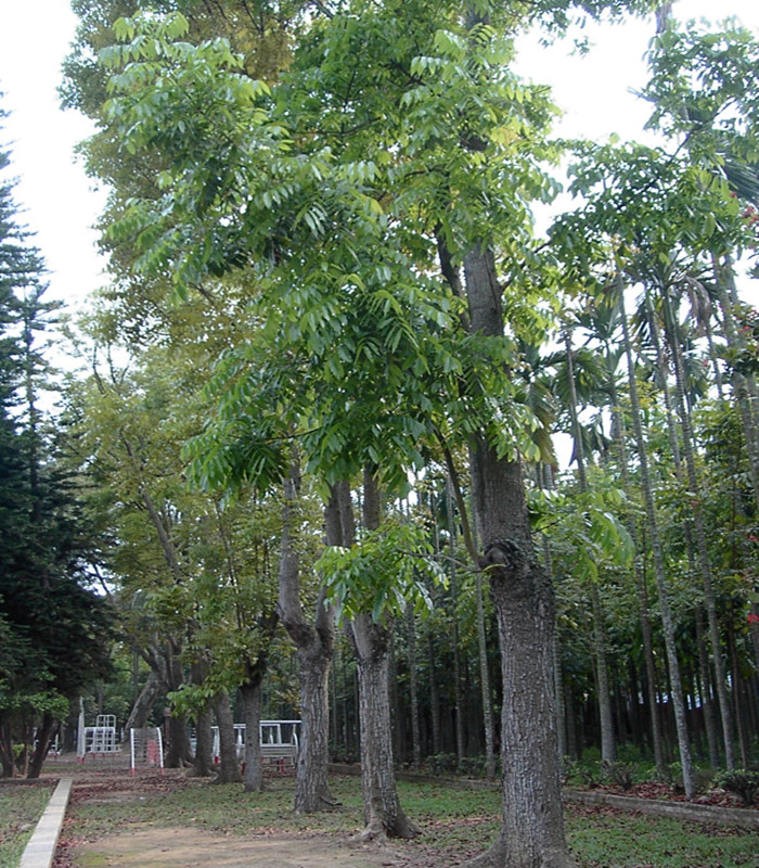  p> a target="_blank" href="/item/鸡公树属于大乔木">鸡公树属于大