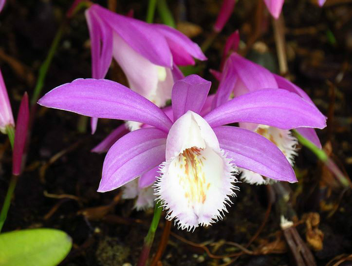  p data-id="gnx90i1cg7">小白及( i>bletilla formosana  /i>