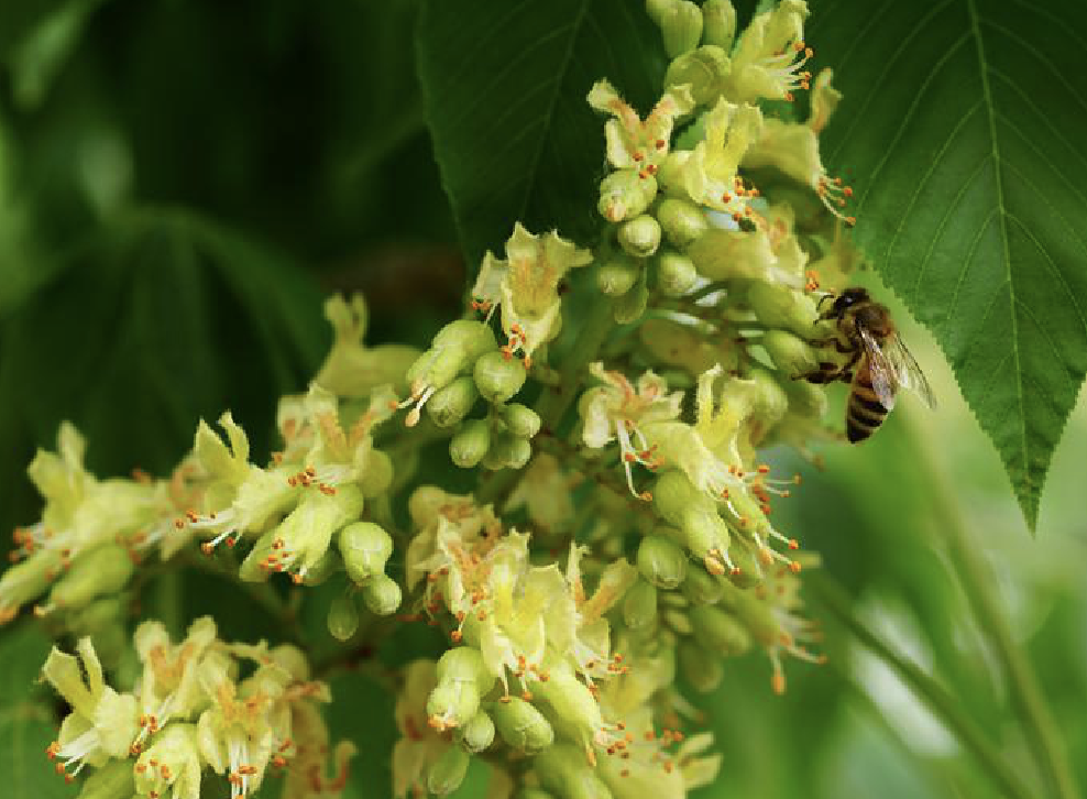 ( i>aesculus turbinata /i> blume)是无患子科七叶树属的落叶乔木