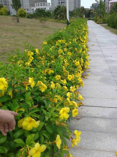  p>黄蝉(学名: i>allemanda neriifolia /i>  hook.