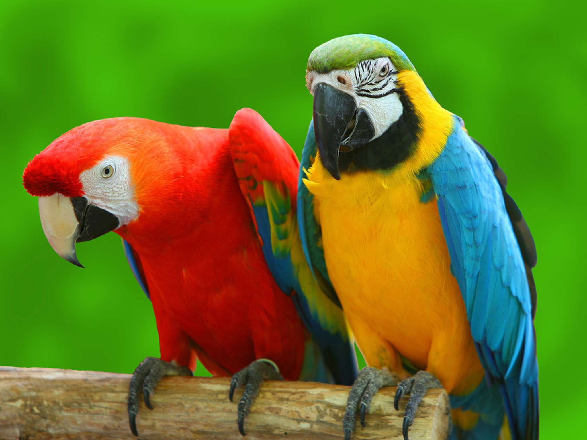 澳洲国王鹦鹉昆士兰亚种