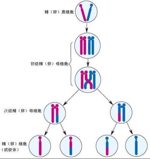 i可分为5个阶段: a target="_blank" href="/item/细线期/2882456"