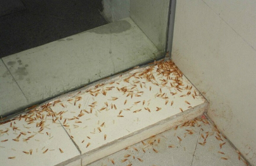  p>大水蚁 i>(又名:飞蚂蚁,虫尉) /i>,因为通常在下雨前出现,因此得名