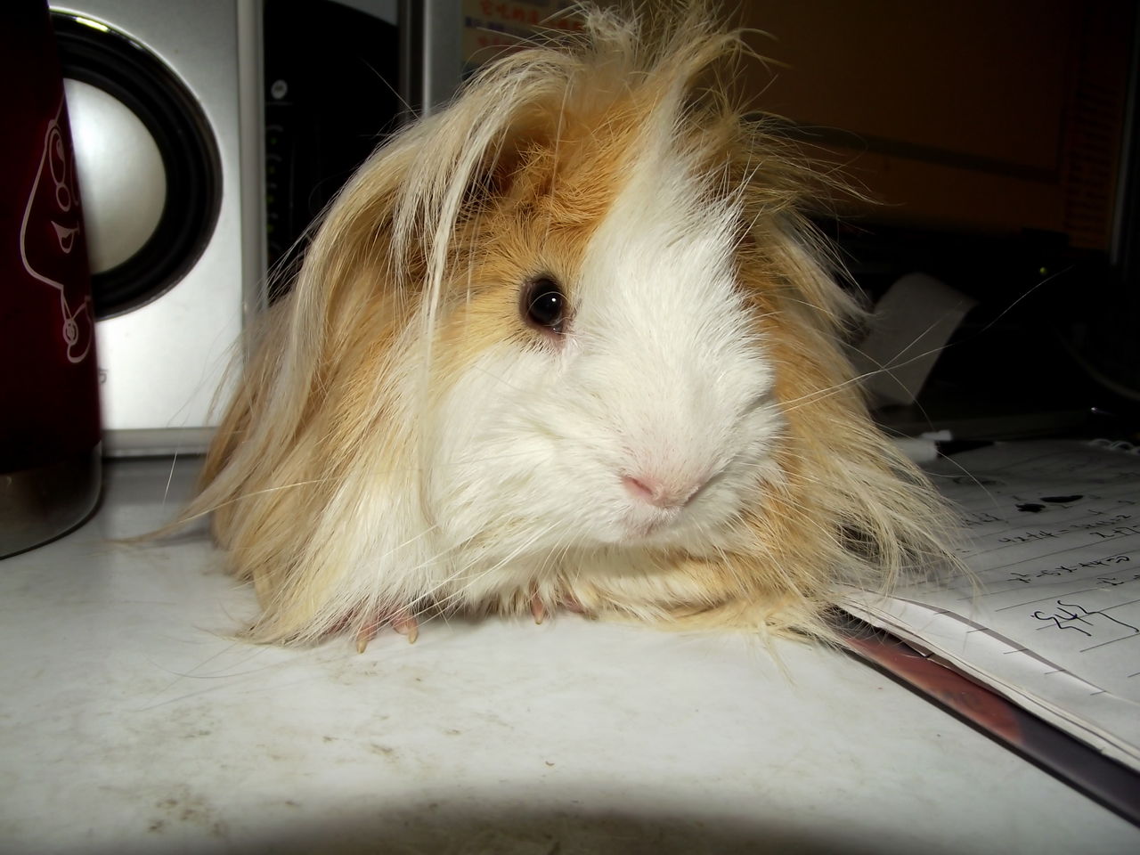  p>金丝鼠就是金丝熊,学名叫黄金仓鼠,仓鼠科动物,体型很大,可以长到