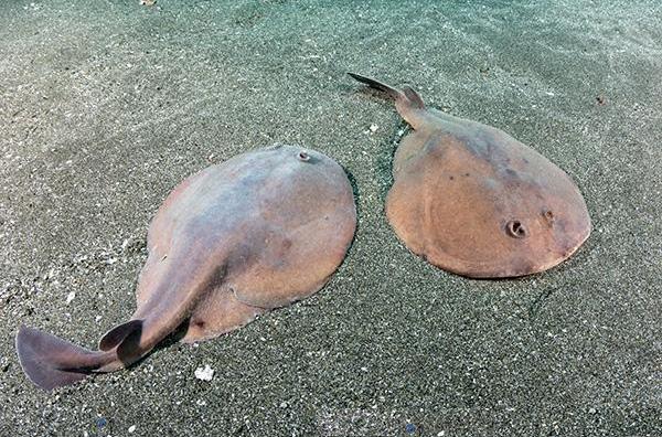  p>日本单鳍电鳐(学名: i>narke japonica /i>)是电鳐科,单鳍电鳐属