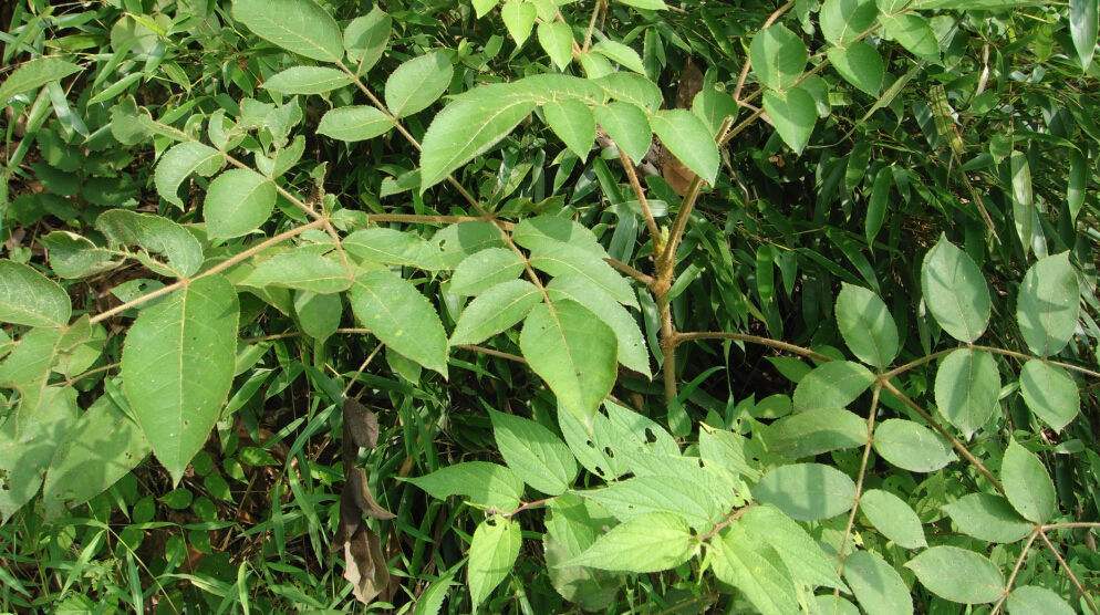 aralia decaisneana hance